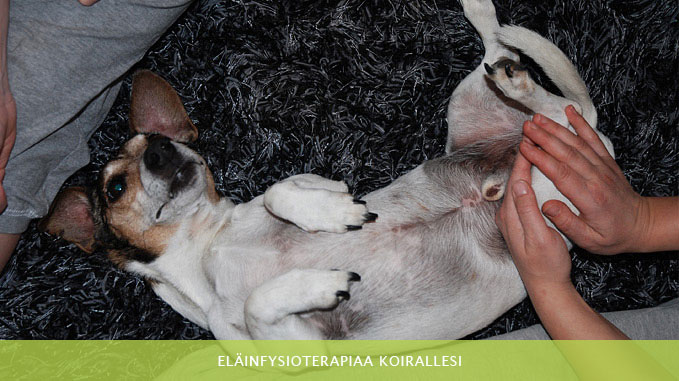 Eläinfysioterapiaa koirallesi - KranioFysio